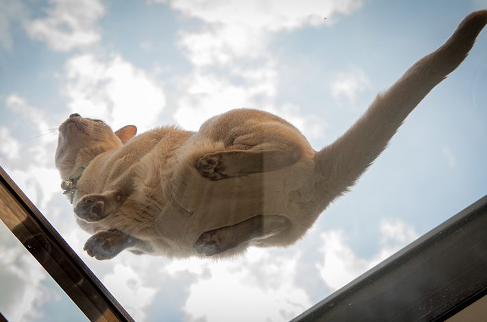 Cat sitting on a glass roof viewed from below