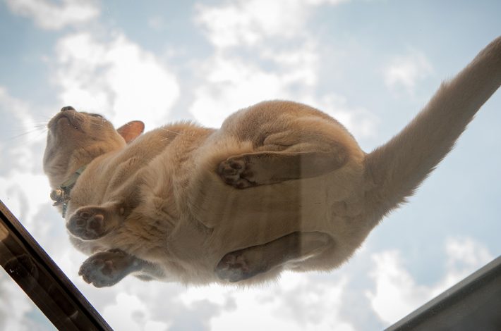 Cat sitting on a glass roof viewed from below